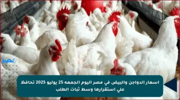 أسعار الدواجن والبيض في مصر اليوم الجمعة 25 يوليو 2025 تحافظ على استقرارها وسط ثبات الطلب